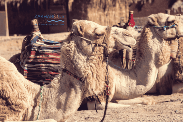 Kamelreiten in der Wüste von El Gouna bei Sonnenuntergang", „Kamelritt durch die Dünen bei El Gouna", „Beduinen-Guide beim Kamelreiten El Gouna